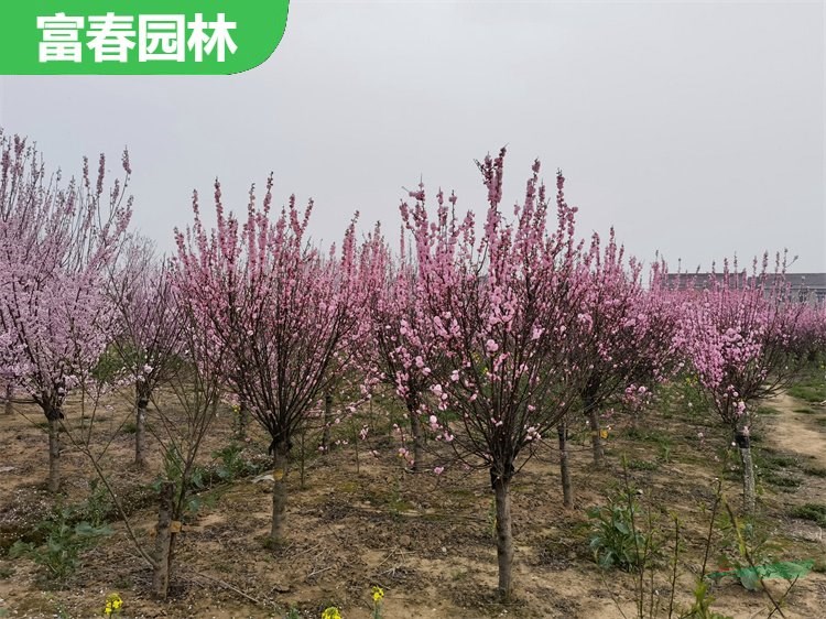 榆葉梅庭院綠化植物 樹基地 喜光耐寒 根系發(fā)達 行道綠化樹