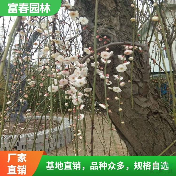 觀賞植物 垂梅苗 品種 庭院室內露地喬木 景區(qū)綠化工程苗