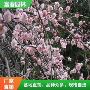 觀賞植物 垂梅苗 品種 庭院室內(nèi)露地喬木 景區(qū)綠化工程苗