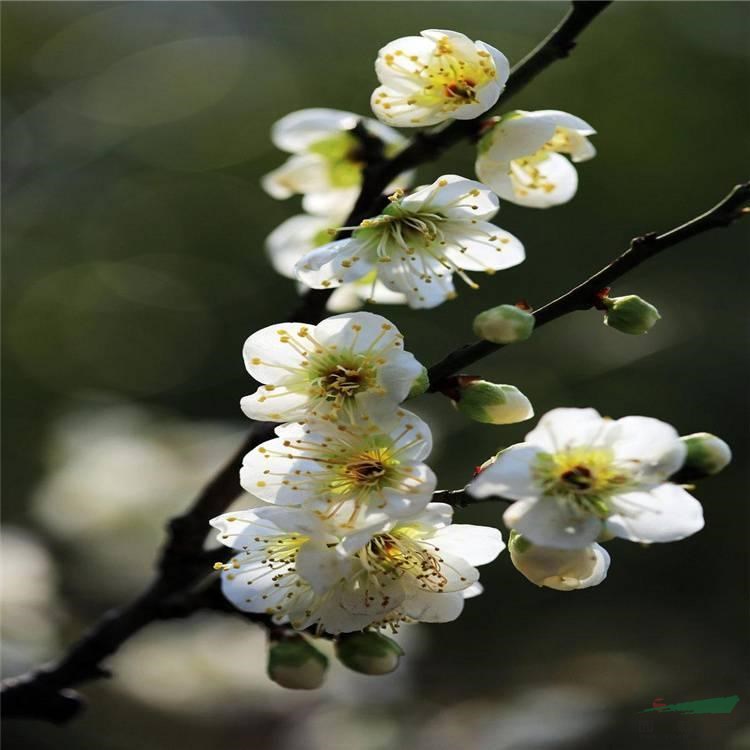 綠梅 耐寒易活 觀賞開花植物 花壇花鏡鑲邊 庭院綠化造景苗