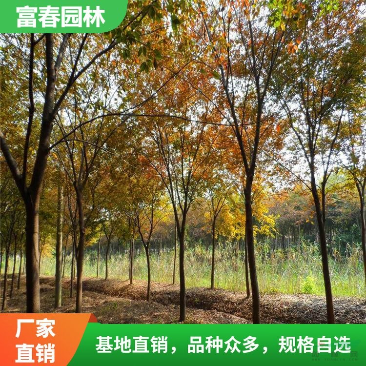 發(fā)櫸樹 公路旁作行道樹 適合與常綠風景林混植 小區(qū)園林綠化用苗