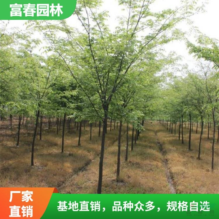 發(fā)櫸樹 公路旁作行道樹 適合與常綠風景林混植 小區(qū)園林綠化用苗