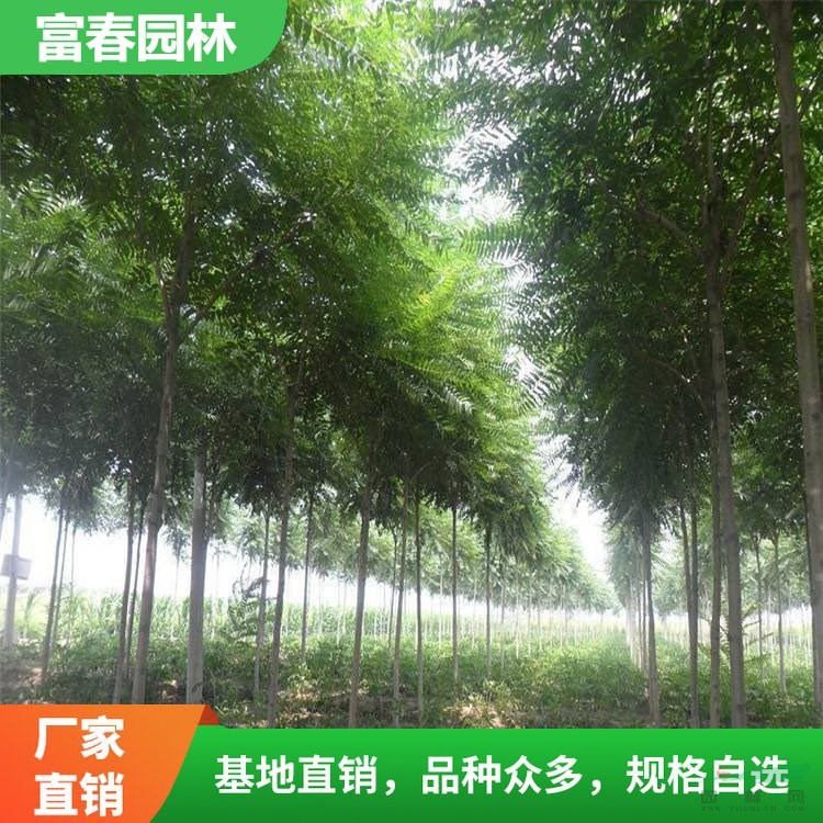 出售 千頭椿 園林景區(qū)綠化樹 道路行道樹 彩色樹種配植樹苗