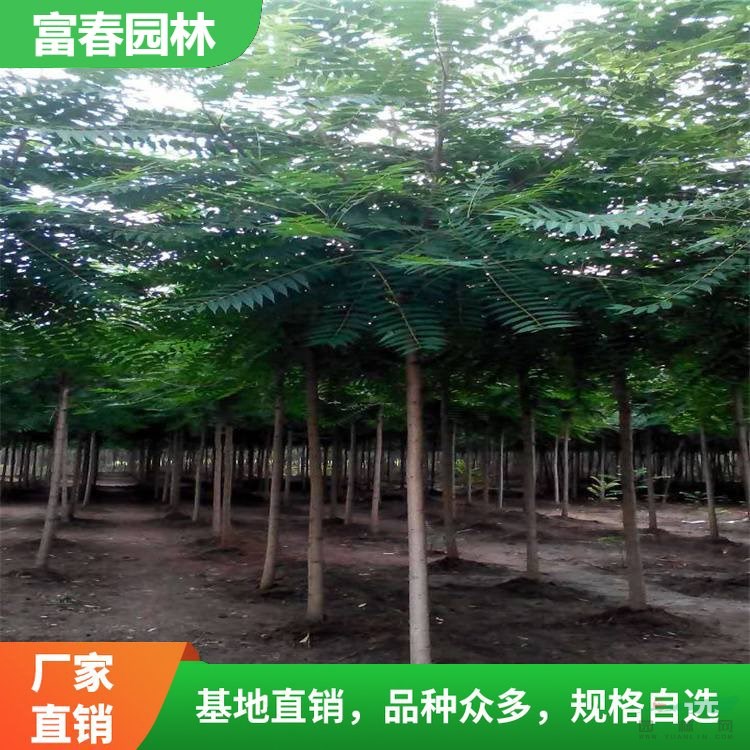 出售 千頭椿 園林景區(qū)綠化樹 道路行道樹 彩色樹種配植樹苗