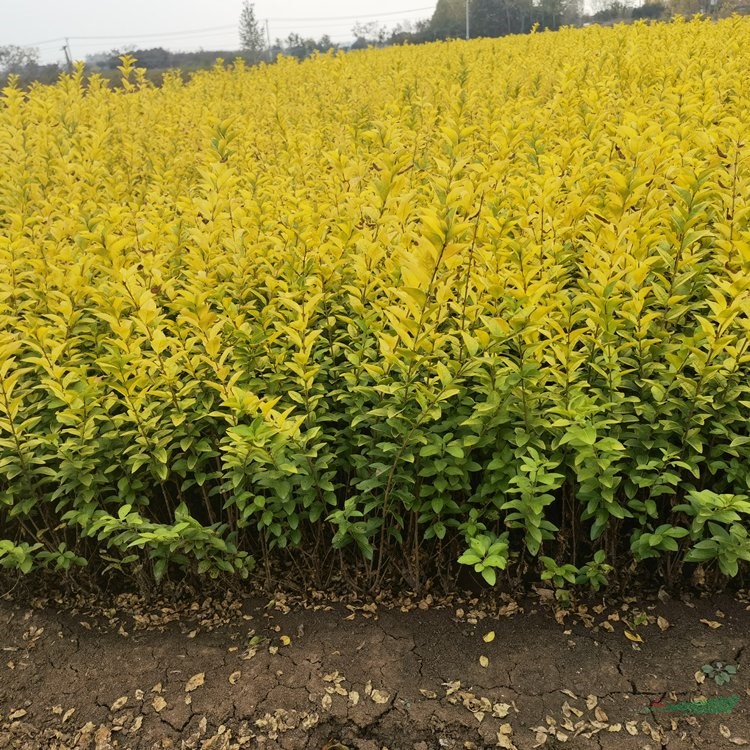 富春園林 金葉女貞 道路綠化帶配植工程苗 苗木批發(fā)基地1m規(guī)格