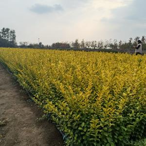 富春園林 金葉女貞 道路綠化帶配植工程苗 苗木批發(fā)基地1m規(guī)格