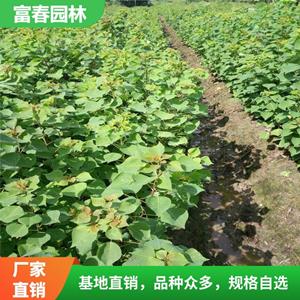 烏桕行道樹園林綠化工程 烏桕樹 種植基地多規(guī)格供應