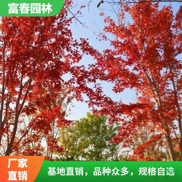 苗圃出售 紅花 槭 秋塔 秋之火 庭院造景工程苗 城市綠化美化樹(shù)