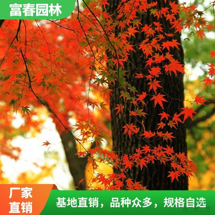 苗圃出售 紅花 槭 秋塔 秋之火 庭院造景工程苗 城市綠化美化樹(shù)