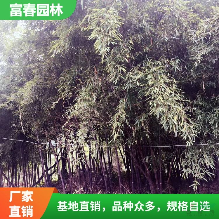 基地出售紫竹樹苗 庭院小區(qū)觀賞植物 園林綠化工程苗木 耐寒耐熱