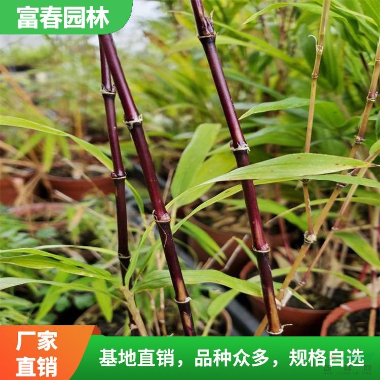 基地出售紫竹樹苗 庭院小區(qū)觀賞植物 園林綠化工程苗木 耐寒耐熱