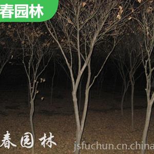 日 本紅楓 園林綠化工程苗 景區(qū)叢植列植觀葉樹 行道風(fēng)景樹