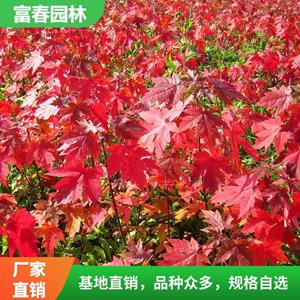 美 國(guó)紅楓 自產(chǎn)自銷 基地種植 行道樹綠化 景區(qū)園林觀賞苗