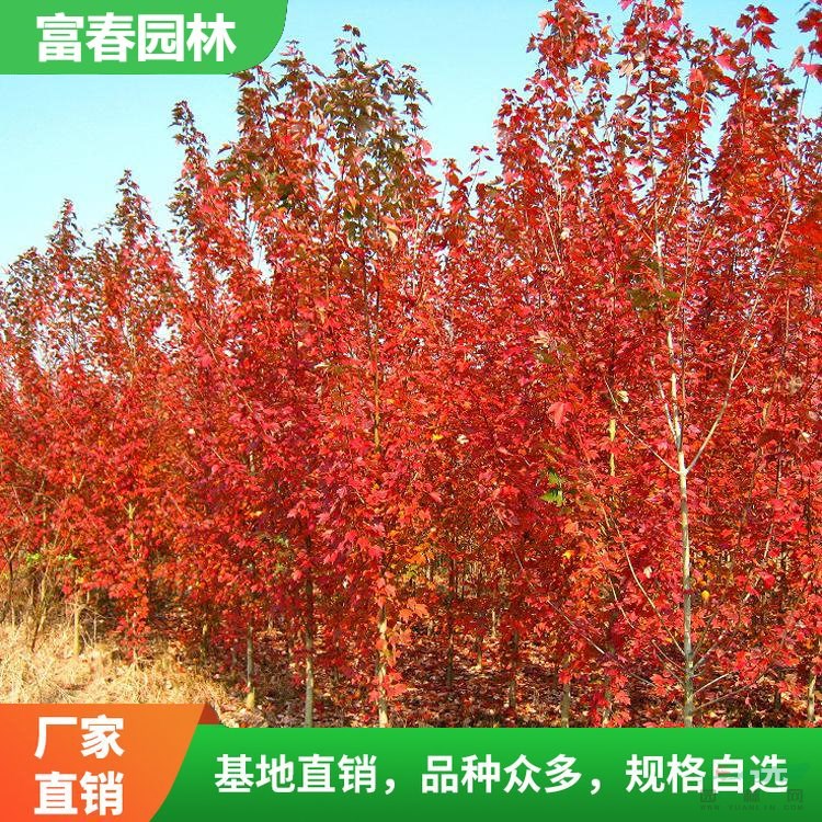 美 國(guó)紅楓 自產(chǎn)自銷 基地種植 行道樹綠化 景區(qū)園林觀賞苗