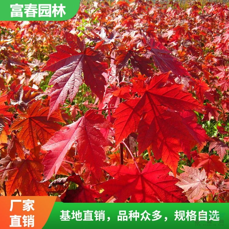 美 國(guó)紅楓 自產(chǎn)自銷 基地種植 行道樹綠化 景區(qū)園林觀賞苗