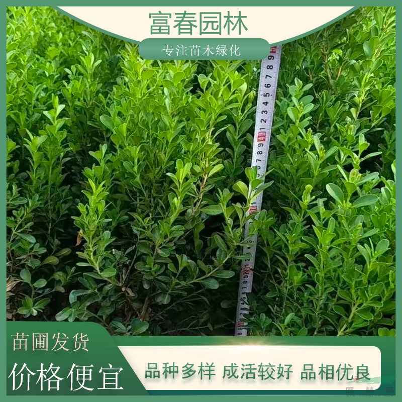 基地供應(yīng) 各種品種黃楊 園林苗木基地花壇邊緣栽植地栽園林綠化