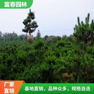 黑松 風景樹苗 綠化工程 園林觀賞造景植物 道路行道樹