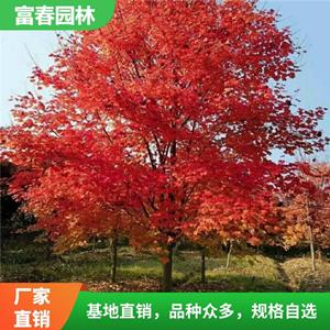 出售 美國(guó)紅楓庭院別墅園林綠化 道路行道樹 景區(qū)觀景樹