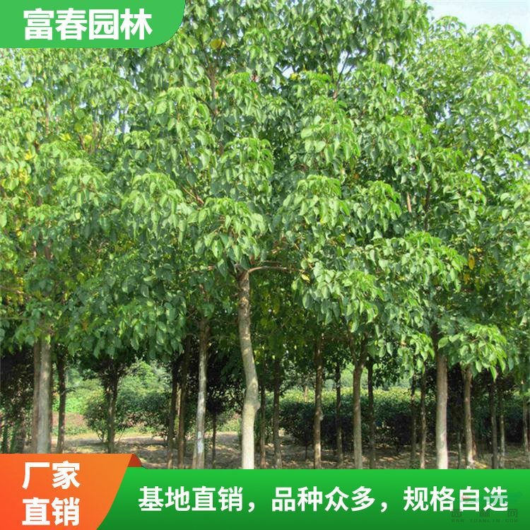 出售重陽(yáng)木 園林景觀公園庭院綠化工程供應(yīng)苗 防風(fēng)固沙護(hù)坡類植被