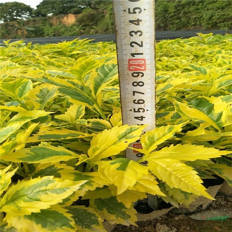 基地長期供應(yīng)藤本植物 叢生連翹多分枝 庭院道路景觀花帶觀賞性植物