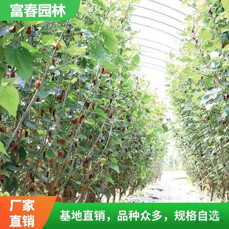 基地苗圃出售桑椹樹苗 盆栽庭院植物 園林行道樹