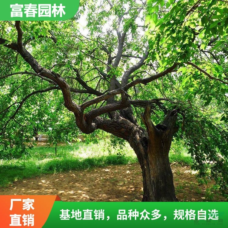 基地苗圃出售桑椹樹苗 盆栽庭院植物 園林行道樹