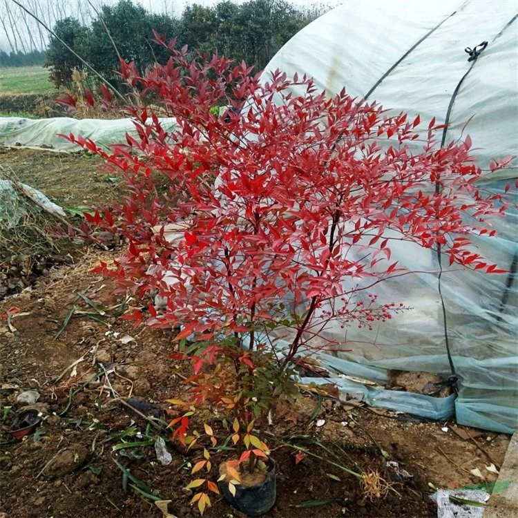 基地供應 叢生南天竹 盆栽地栽種植 庭院小區(qū)園林綠化造景苗