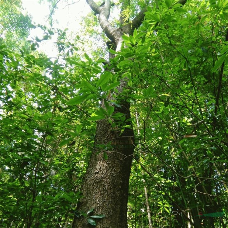 黃連木 15-40cm基地批發(fā) 移栽苗道路綠化風景行道樹園林綠化工程