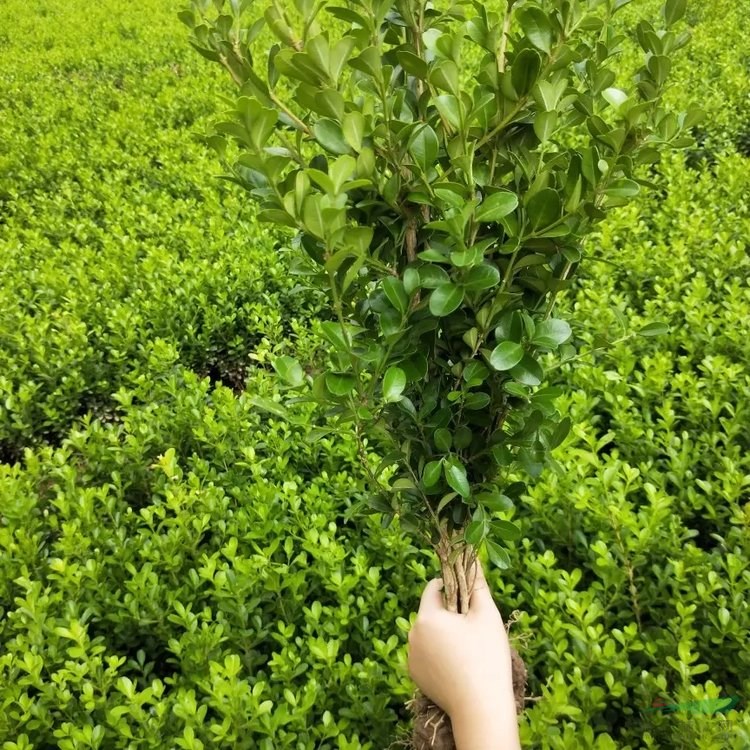 基地供應(yīng) 小葉黃楊 庭院花壇種植苗 道路隔離帶園林工程綠化