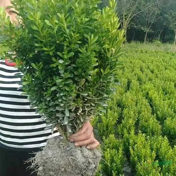 基地供應(yīng) 小葉黃楊 庭院花壇種植苗 道路隔離帶園林工程綠化