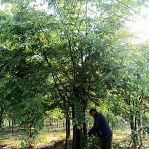 櫸樹 綠化苗木庭院室外工程園林造景樹1-20cm規格全 行道樹