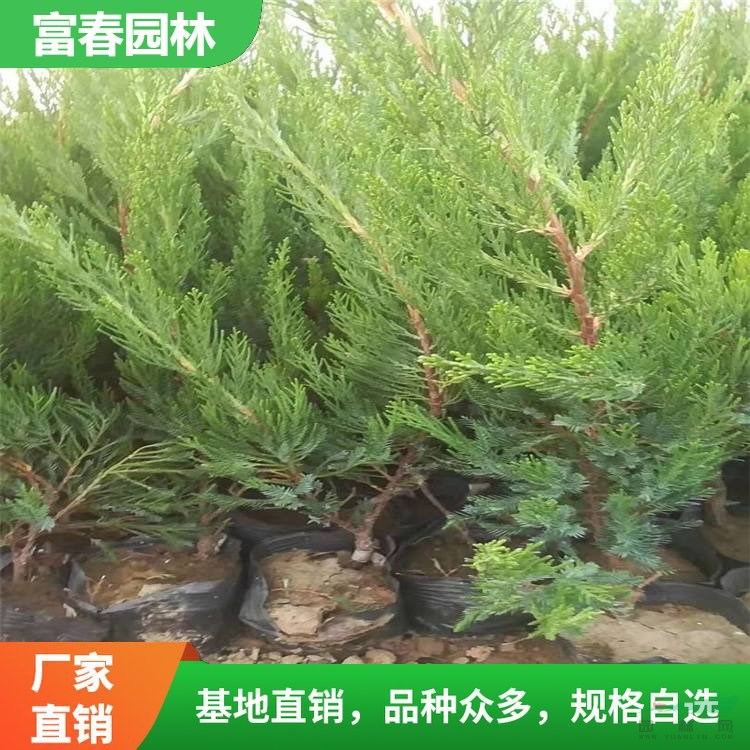 各種規(guī)格 小龍柏 龍柏苗 綠化工程苗 耐熱耐寒植物苗