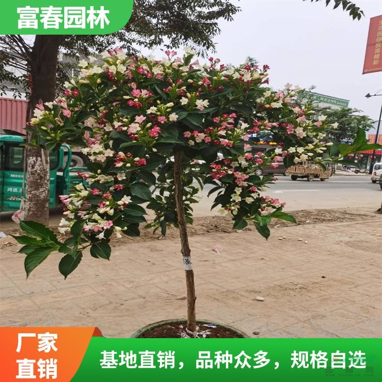 基地出售五彩錦帶花 別墅裝飾綠植 城市園林綠化植物