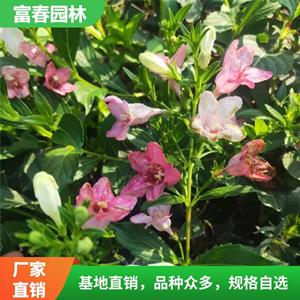 基地出售五彩錦帶花 別墅裝飾綠植 城市園林綠化植物