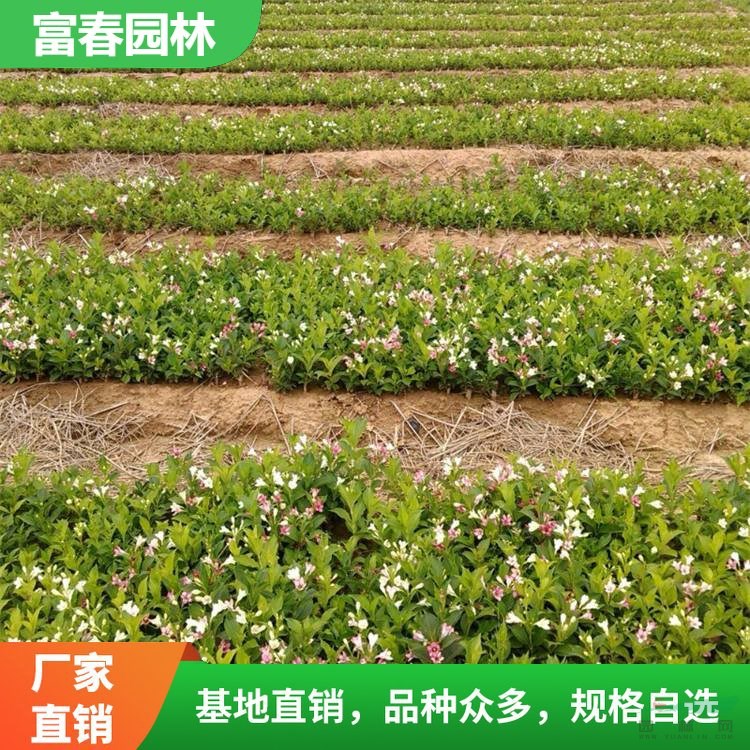 基地出售五彩錦帶花 別墅裝飾綠植 城市園林綠化植物