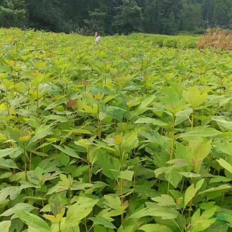 檫木 基地大量種植綠化栽植 園林景觀良好用材 基地批發(fā)