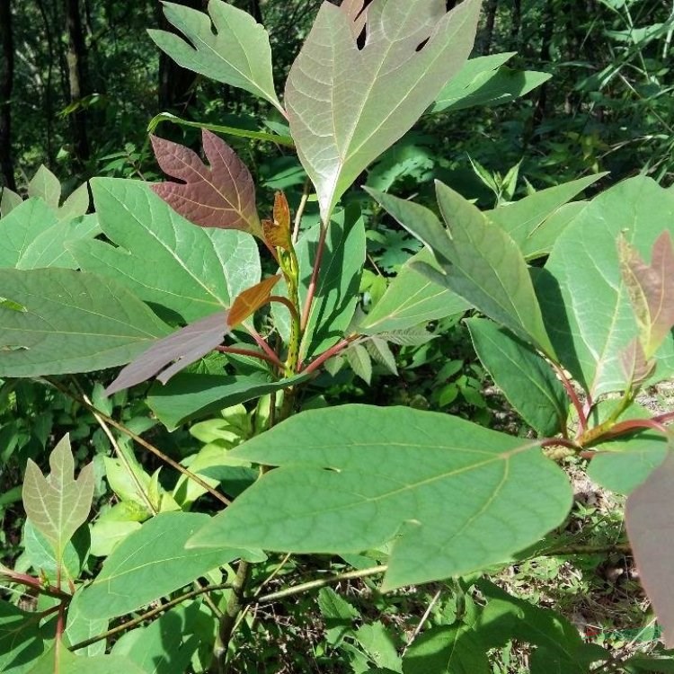 檫木 基地大量種植綠化栽植 園林景觀良好用材 基地批發(fā)