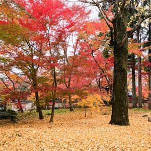 長期供應(yīng) 流泉紅楓 地徑5-12公分街道造景觀賞植物美國紅楓 樹形美觀