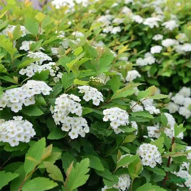 供應(yīng) 三裂繡線菊 花壇花鏡花海觀賞性種植 庭院小區(qū)園林綠化造景苗