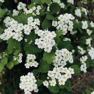 供應(yīng) 三裂繡線菊 花壇花鏡花海觀賞性種植 庭院小區(qū)園林綠化造景苗