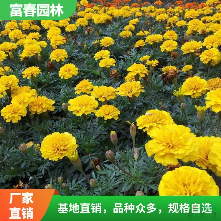 基地常年種植 供應(yīng)孔雀草 易成活高 綠化工程苗木 庭院綠化