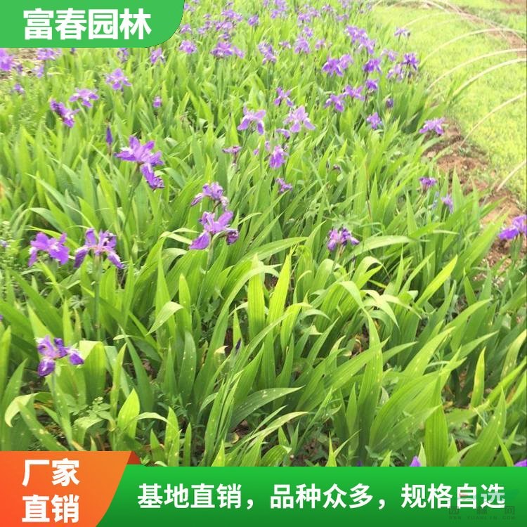 出售鳶尾花室內(nèi)外盆栽 庭院地栽花苗綠化工程 花壇花鏡布置材料