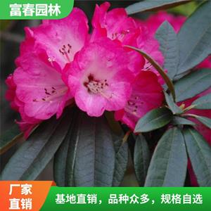 常年供應(yīng)地被植物 報(bào)春花苗 基地種植 園林庭院盆景盆栽