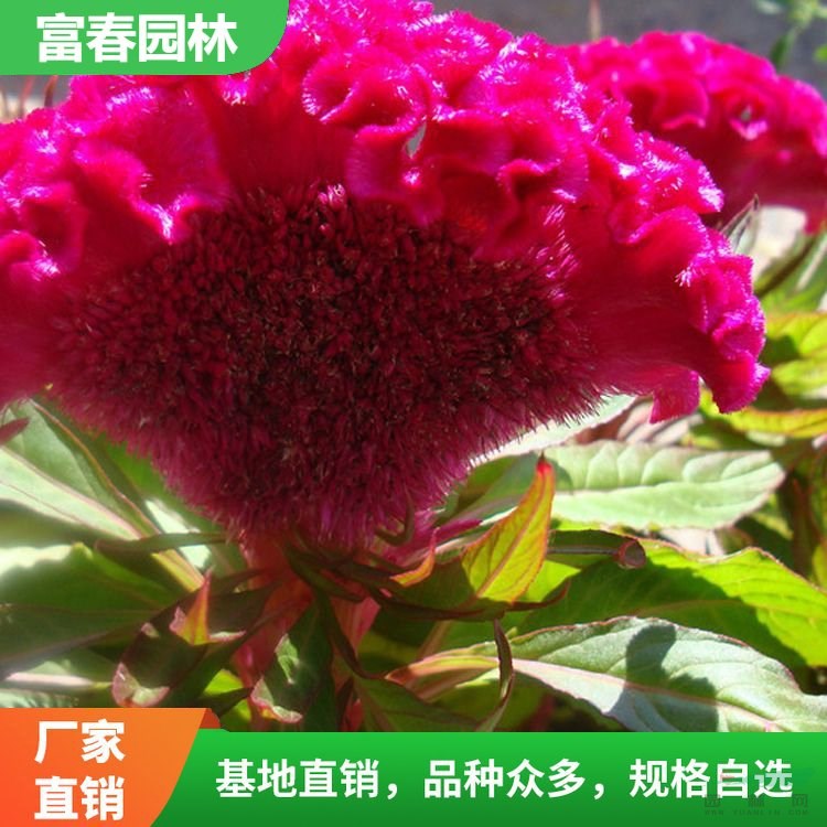 花卉雞冠花 基地種植 地被綠化植物 庭院小區(qū)花壇盆景盆栽