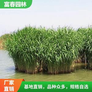 供應(yīng)水生植物蘆竹 蘆 竹苗 基地種植 水體治理 庭院綠化工程苗