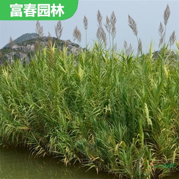 供應(yīng)水生植物蘆竹 蘆 竹苗 基地種植 水體治理 庭院綠化工程苗