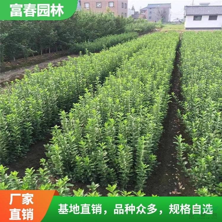 基地供應(yīng) 叢生大葉黃楊 園林庭院造景植物 道路綠化色塊苗