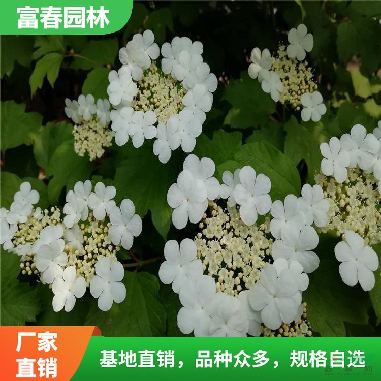 出售 天目瓊花 庭院園林行道綠化樹苗 花壇花鏡配植材料