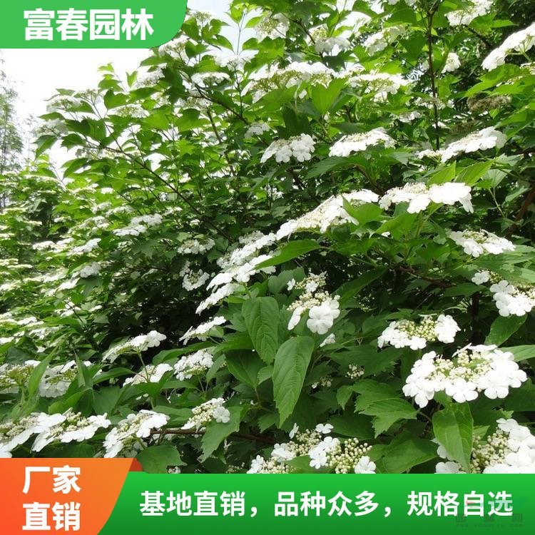 出售 天目瓊花 庭院園林行道綠化樹苗 花壇花鏡配植材料