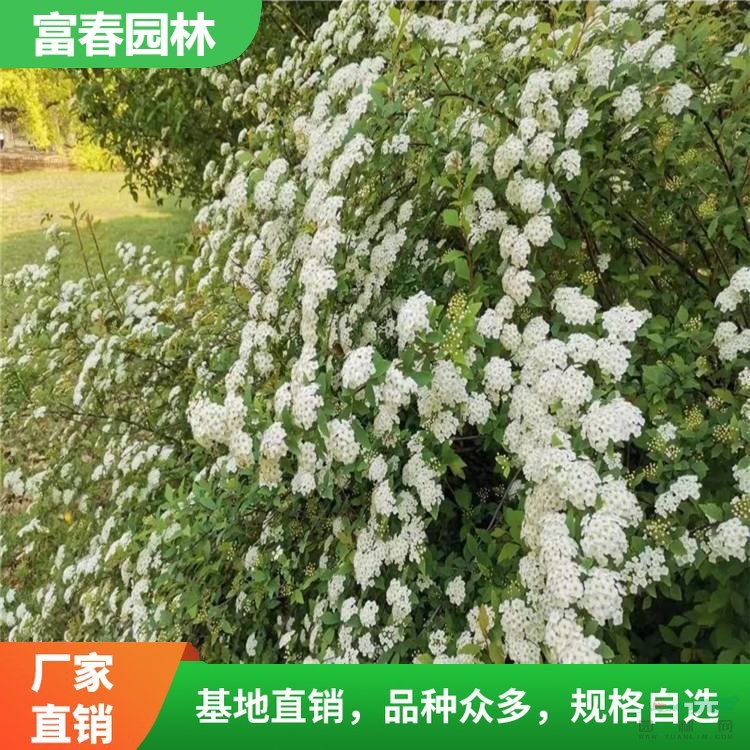 麻葉繡線菊 庭院別墅小區(qū)綠化 園林綠籬植物 花園街道觀景花苗